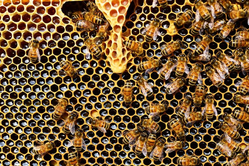 File:Hexagons-honey-bees.jpg